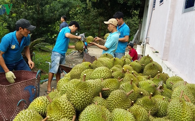 Can Tho: Sau rieng dut hang, gia thay doi tung ngay