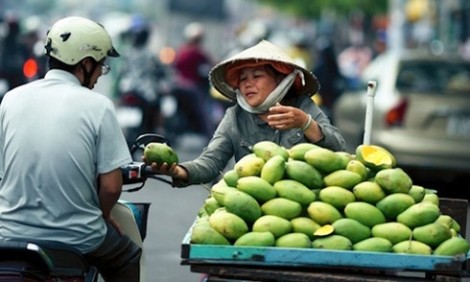 Xoài keo Campuchia chưa kiểm dịch đang tràn lan thị trường