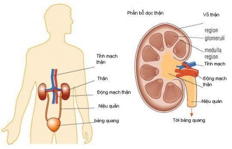 Đầu bếp trứ danh bị đau bụng, ngỡ trúng thực không ngờ bị nhồi máu thận