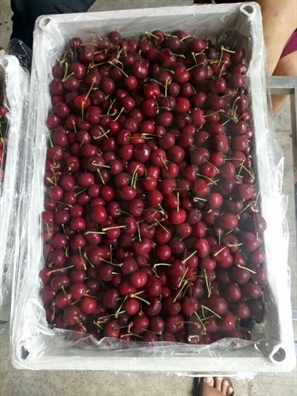 Cherry Trung Quoc re beo 120.000 dong/kg, dan buon rao riet san hang