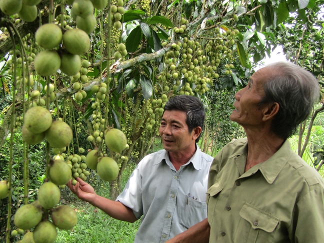 Dau sot gia, nha vuon vet sach hang khong du ban