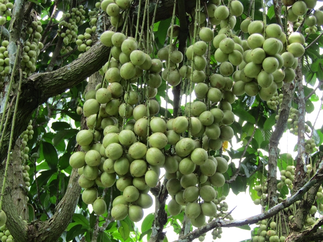 Dau sot gia, nha vuon vet sach hang khong du ban