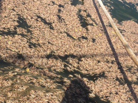 Hơn 300.000 con tôm chết trắng đầm, nghi bị đầu độc bằng thuốc sâu