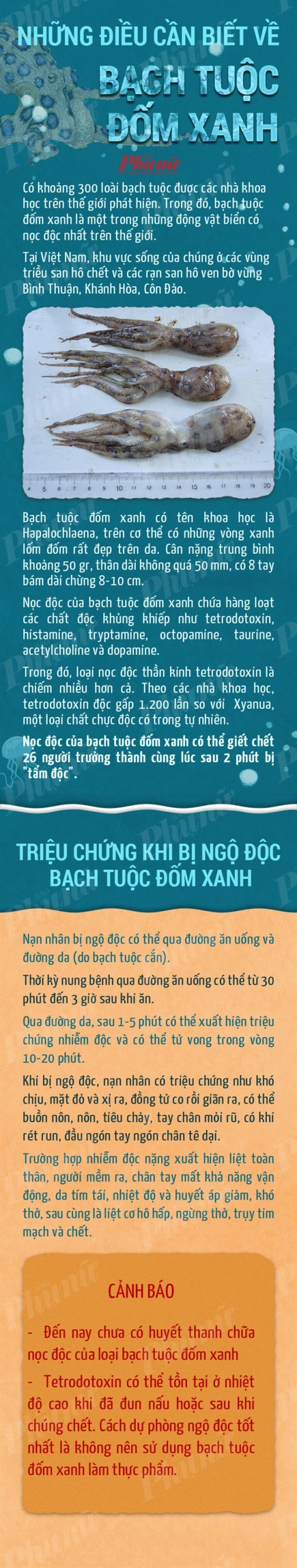 Bạch tuộc đốm xanh cắn chết một phụ nữ ở Huế có chứa chất độc gì?
