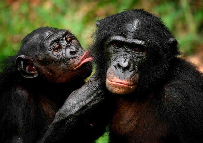 Hội chứng khỉ mê: Nếu bạn muốn xem một hành vi đáng yêu và độc đáo của các loài khỉ, hãy xem hình ảnh liên quan đến hội chứng khỉ mê. Bạn sẽ được tận mắt chứng kiến các con khỉ phản ứng đáng yêu khi nghe những bản nhạc yêu thích của chúng.