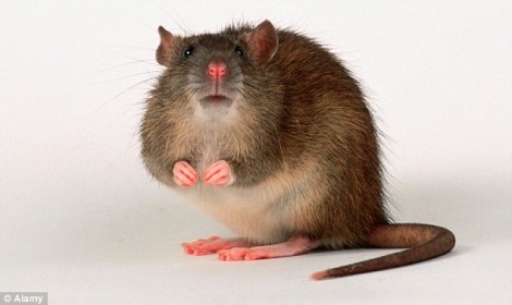 Nhà khoa học gốc Việt biến tim chuột thành tim người