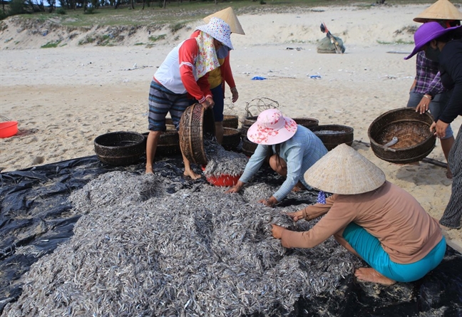 Sau bao so 2, ngu dan Hue kiem tien trieu moi sang nho trung dam ca com