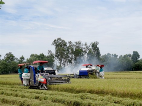 Hơn 100ha lúa đủ tiêu chuẩn xuất khẩu đi EU và Mỹ