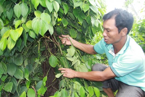 Hàng trăm trụ tiêu của người dân bị kẻ gian phá hoại