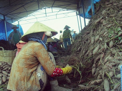 Hàng loạt hàng nông sản  tiếp tục chờ... giải cứu