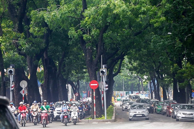 Su dung cay xanh bi don ha lam nguyen lieu sang tac tuong nghe thuat