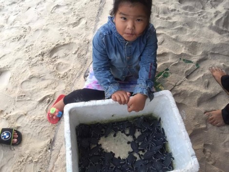 Người dân Bình Thuận thả 103 rùa biển con quý hiếm về biển Hòn Cau