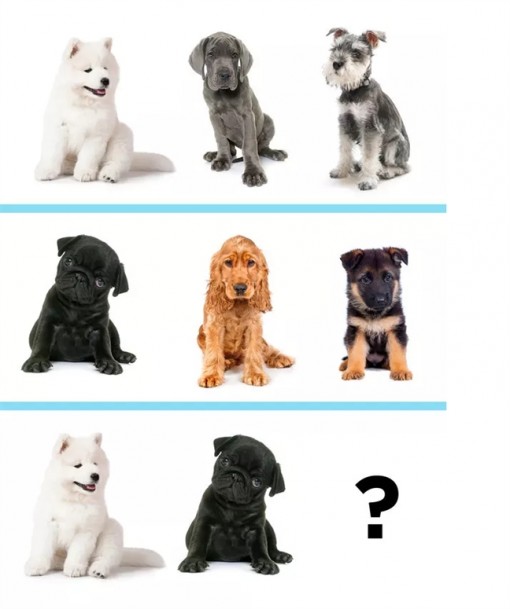 Đáp án cún xuất hiện