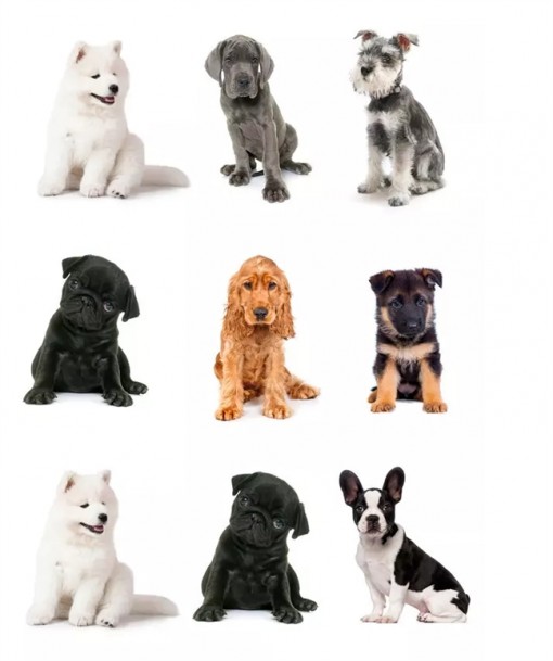 Đáp án tìm cún cưng 2