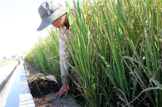 Nghe san dac san duoi cai nong 40 do C, kiem hon nua trieu/ngay