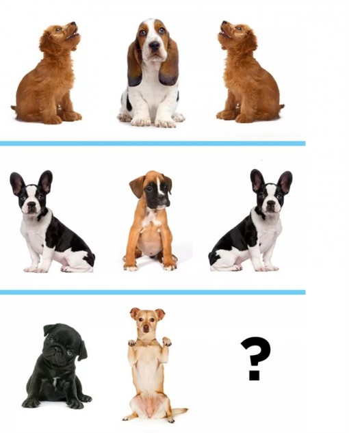Thư giãn cuối tuần: Đoán thử chú cún dễ thương nào sẽ xuất hiện tiếp theo?