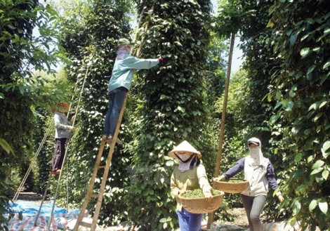 Thương nhân Trung Quốc làm loạn  giá hồ tiêu