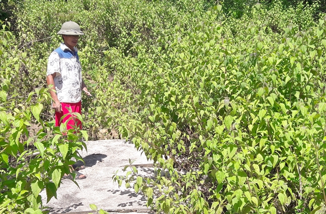 Song bat an canh kho ‘thuoc doc’ benh vien