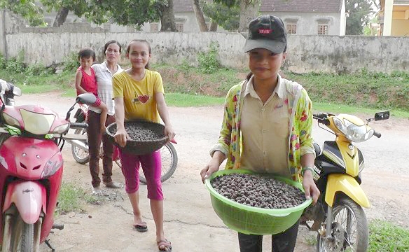 Hoc sinh len nui hai sim rung kiem tien trieu trong ky nghi he