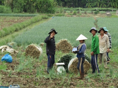 Hành lá tăng giá bất thường