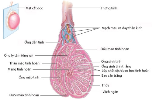 Nguoi dan ong o Gia Lai vo tinh hoan vi heo can