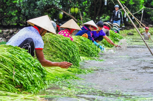 Tai sao nam gioi an nhieu rau co mui co the thu hut phu nu?