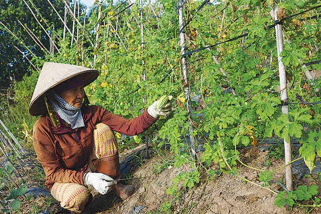 Tieu chuan huu co Viet Nam: Chua hinh thanh da lo 'pho cap' de dai