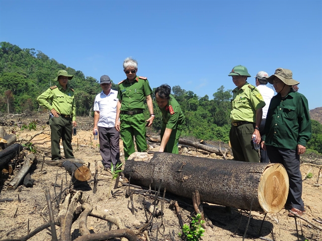 43 ha rung ‘bien mat’, co quan chuc nang… khong thay