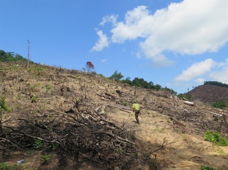 43 ha rừng ‘biến mất’, cơ quan chức năng… không thấy