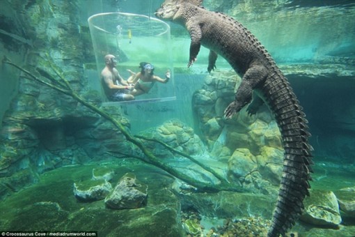 Nụ hôn dành cho cá sấu đáng giá bao nhiêu?