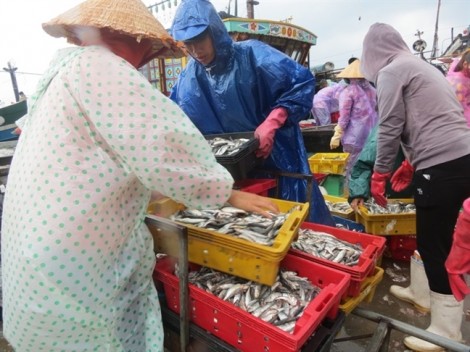 'Tiểu thương' online tăng giá, ngưng bán hàng hải sản vì bão