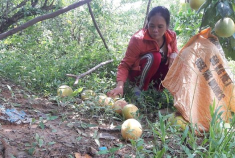 Nhiều bạn trẻ Nghệ An giúp dân 'giải cứu' bưởi Phúc Trạch rụng vàng vườn sau bão