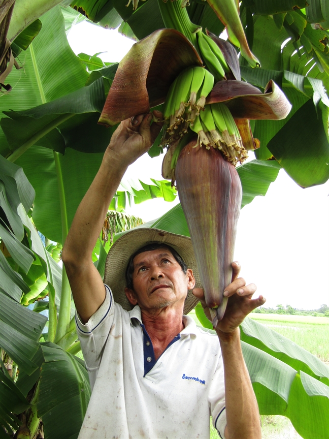 Chuoi gia nguyen buong di… troi Au