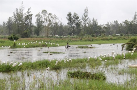 Tận diệt chim trời bằng ‘thiên la địa võng’