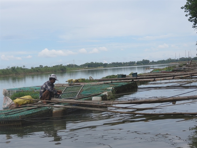 35 tan ca dong loat chet bi an, nong dan 'bay' tien ty