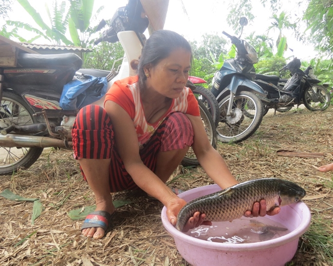 35 tan ca dong loat chet bi an, nong dan 'bay' tien ty