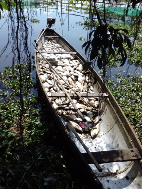 35 tấn cá đồng loạt chết bí ẩn, nông dân 'bay' tiền tỷ