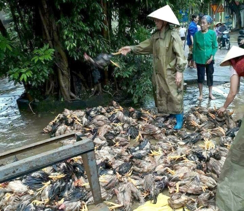 Gan 20.000 ho dan Thanh Hoa bo nha chay lu