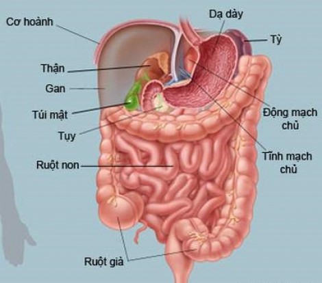 Các nhà khoa học nuôi cấy thành công ruột người