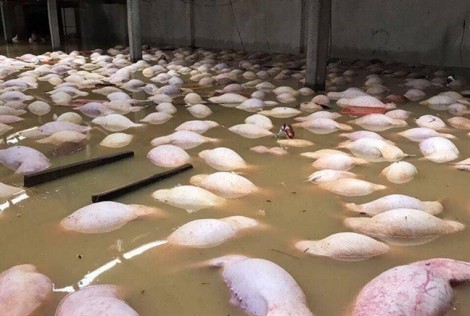 Dùng bè chở gần 6.000 con lợn bị chết đuối trong trại lợn đi tiêu hủy