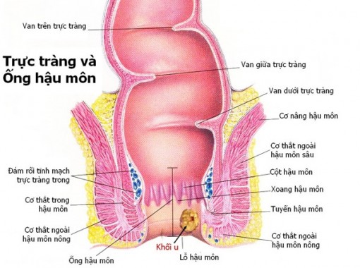 Bệnh hậu môn - khó vì phận 'hạ lưu'