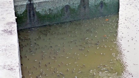 Đừng phóng sinh quá nhiều cá trên kênh Nhiêu Lộc