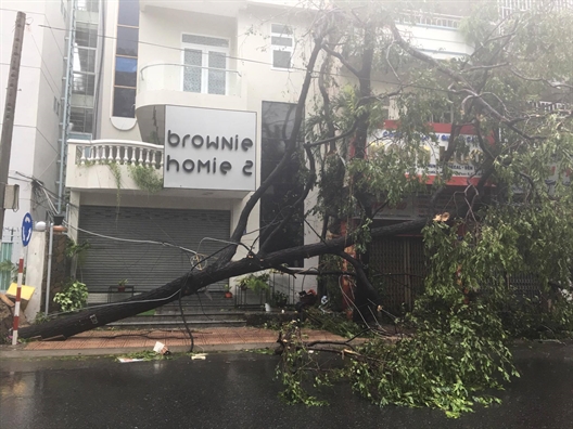 Nha Trang: Nha toc mai, cay xanh nga la liet trong bao Damrey