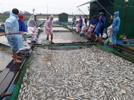 80 tấn cá chết trên sông Bồ, người dân khóc ròng vì trắng tay sau một đêm lũ lớn