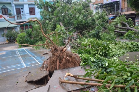 TP.HCM: Cây xanh ngã đổ hàng loạt trước giờ bão số 14