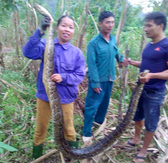 Nguoi dan lien tiep bat hai con tran gam quy hiem roi dem nau cao