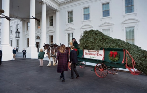 Đệ nhất phu nhân Melania Trump nhận cây thông Giáng sinh ở Nhà Trắng
