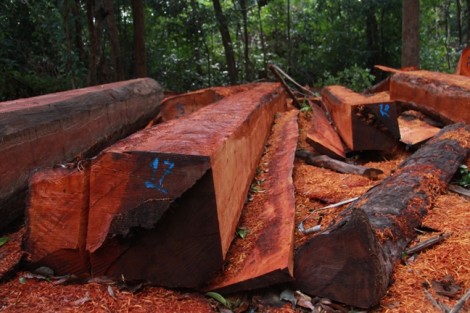 Tỉnh Đắk Lắk chỉ đạo kiểm tra, xử lý nghiêm vụ phát hiện 'công trường' tập kết gỗ