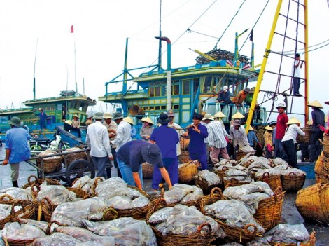 Cho tàu vi phạm IUU cập cảng, hải sản xuất khẩu Việt Nam có thể bị vạ lây