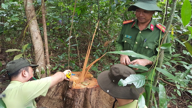 Vu 'dai cong truong' tap ket go: Lap doan lien nganh danh gia thiet hai phá rùng